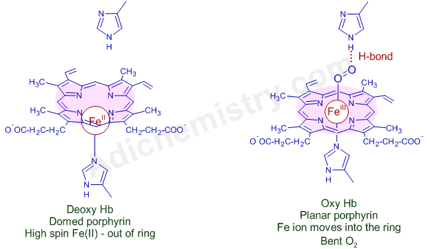 functioning of hemoglobin - deoxy - oxy forms