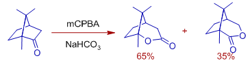 BV oxidation of camphor